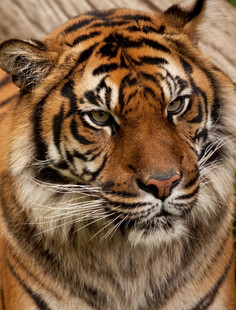 威风凛凛的老虎特写