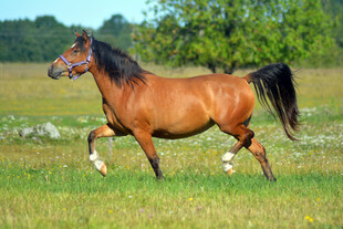 草原上奔腾的棕色骏马