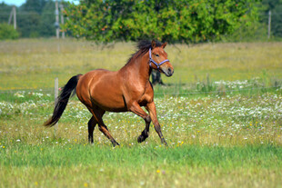 棕马在草地奔腾