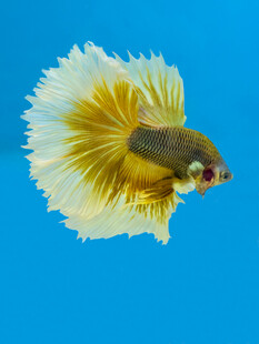 美丽斗鱼绽放独特魅力