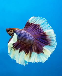 美丽斗鱼于蓝背景中绽放