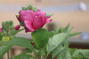 芙蓉葵