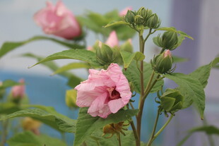 芙蓉葵
