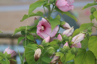芙蓉葵