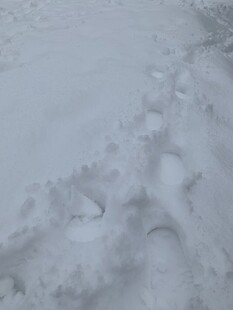 雪地上的串串脚印