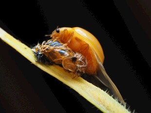 橙色蜘蛛栖息于叶片上