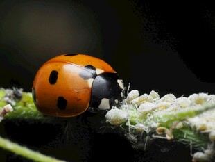 瓢虫栖息于白色植物上