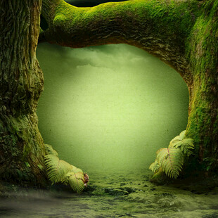 奇幻树洞下的神秘绿色空间