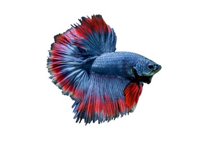 色彩绚丽的暹罗斗鱼