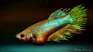 绚丽多彩的斗鱼