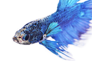 蓝色飘逸的美丽斗鱼