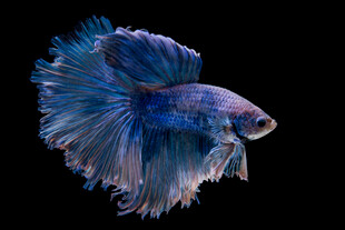 美丽蓝尾斗鱼特写