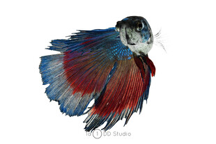 色彩斑斓的斗鱼