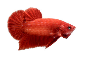 红色暹罗斗鱼特写