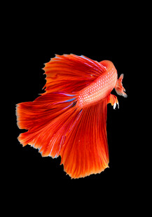 艳丽红尾斗鱼