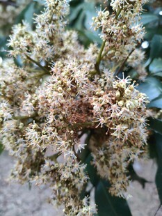 荔枝花