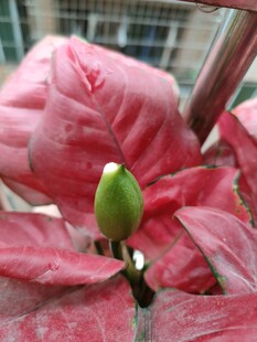 红掌花苞特写