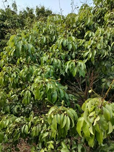 荔枝树