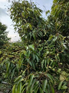 荔枝树