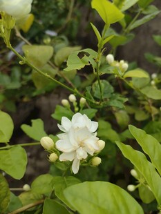 洁白茉莉花绽放绿叶间