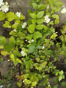 绿叶间的茉莉花绽放