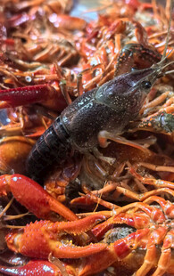 鲜活小龙虾堆叠特写