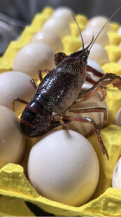 鸡蛋上的小龙虾