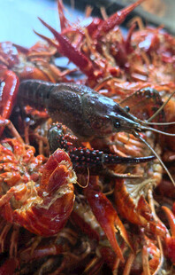 美味小龙虾特写