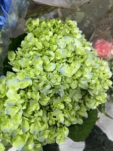 绿色绣球花