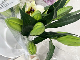 百合花花蕊