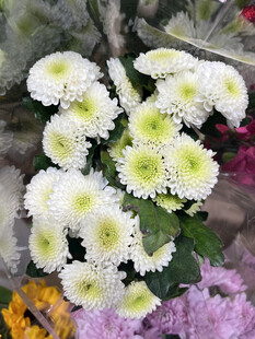 小皱菊