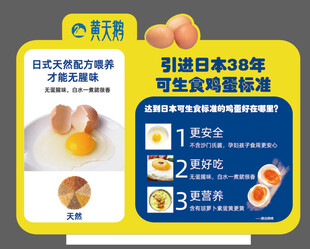 黄天鹅
