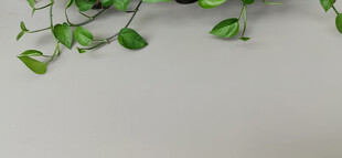 翠绿藤蔓与灰色背景清新画面