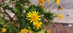 黄色菊花绽放绿植间