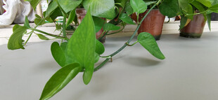 翠绿绿萝枝叶舒展