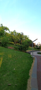 绿意盎然的公园小径