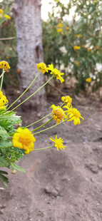 小径旁绽放的黄色菊花