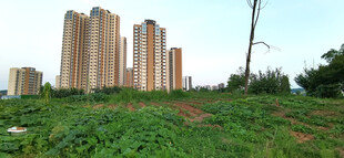 高楼旁的绿意盎然景观