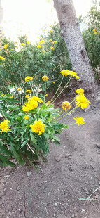 路边绽放的黄色小菊花