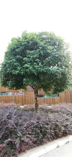 公园里葱郁树木与低矮植物