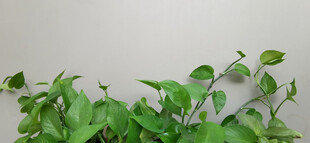 翠绿藤蔓与灰色背景清新画面