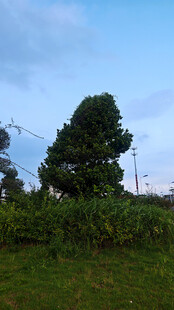 蓝天绿地间的葱郁树木