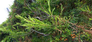 翠绿藤蔓缠绕绿植景象