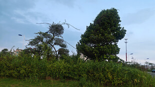 户外绿植与树木景观