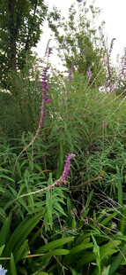 野外繁茂鼠尾花