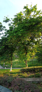 路边绿树与多彩植被景观