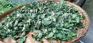 竹盘盛放的鲜嫩茶叶