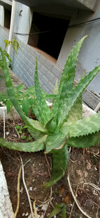 带刺芦荟植物特写