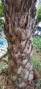 奇特纹理的树干特写