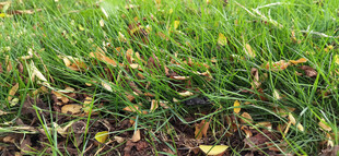 翠绿草地与草地上的枯叶